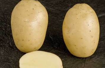 ООО «Балтийские семена» предлагает к продаже семенной картофель сорта Леди Клэр 