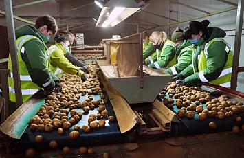 Калининградская область стала одним из главных поставщиков семенного картофеля в России